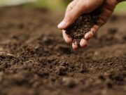 ¿Es Viable la Agricultura Sin Químicos? Retos y Realidades del Agro Ecológico