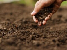 ¿Es Viable la Agricultura Sin Químicos? Retos y Realidades del Agro Ecológico