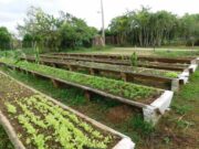 Del Campo a la Conciencia: Prácticas Agroecológicas en el Caribe