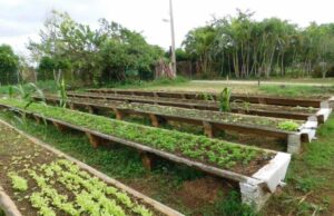 Del Campo a la Conciencia: Prácticas Agroecológicas en el Caribe