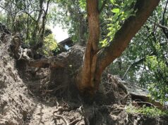El Lenguaje Secreto del Bosque Seco: Una Mirada Íntima a su Biodiversidad