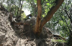 El Lenguaje Secreto del Bosque Seco: Una Mirada Íntima a su Biodiversidad