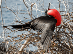 Animales que Solo Habitan Aquí: Endemismo y Orgullo Ecológico