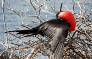 Animales que Solo Habitan Aquí: Endemismo y Orgullo Ecológico