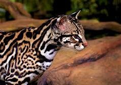 Especies en Riesgo: El Llamado Urgente de la Biodiversidad Caribeña